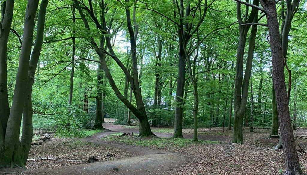 Oud hout zorgt voor meer biodiversiteit in het Schollebos